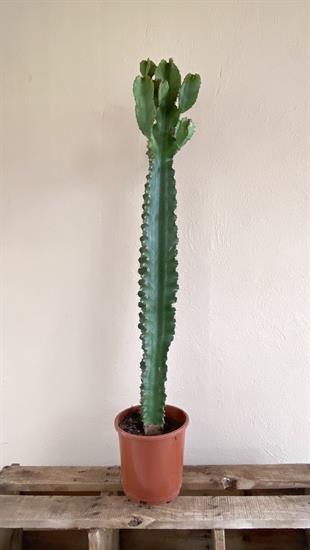 Euphorbia Eritrea Dev Kaktüs 