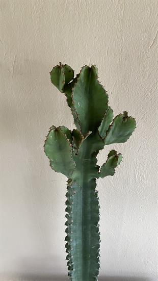 Euphorbia Eritrea Dev Kaktüs 