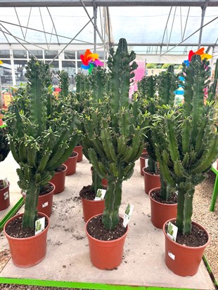 Euphorbia İngens Eritrea Kaktüs Bol Yavrulu 