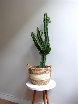 Euphorbia İngens Eritrea Kaktüs Bol Yavrulu 1 Metre