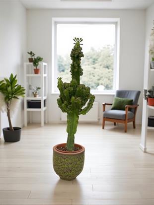 Euphorbia İngens Kaktüs Bol Yavrulu 