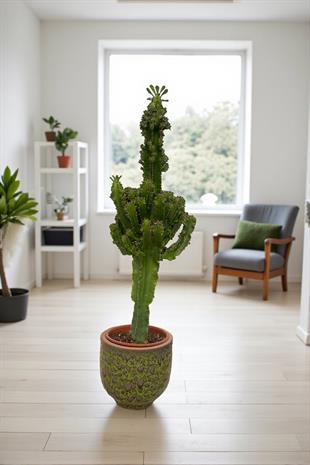 Euphorbia İngens Kaktüs Bol Yavrulu 