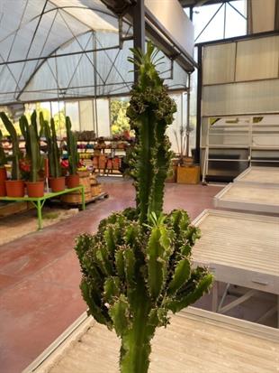 Euphorbia İngens Kaktüs Bol Yavrulu 