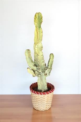 Euphorbia İngens Marmorata Dev Kaktüs 