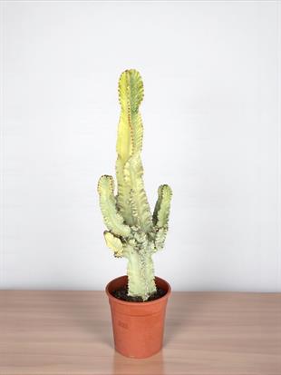 Euphorbia İngens Marmorata Dev Kaktüs 