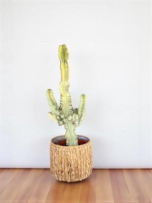 Euphorbia İngens Marmorata Dev Kaktüs 