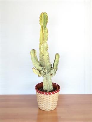 Euphorbia İngens Marmorata Dev Kaktüs 