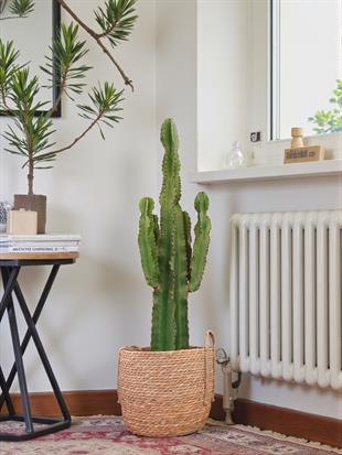 Euphorbia İngens Şamdan Ağacı Dev Kaktüs 