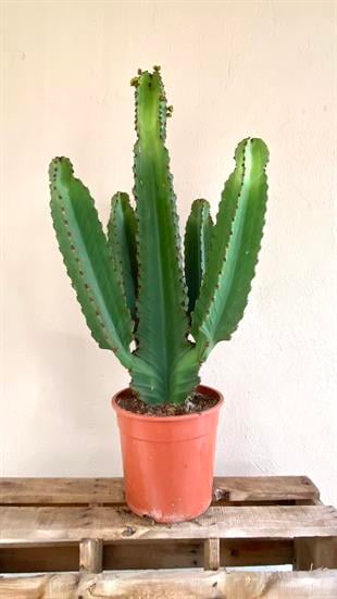 Euphorbia İngens Şamdan Ağacı Dev Kaktüs 