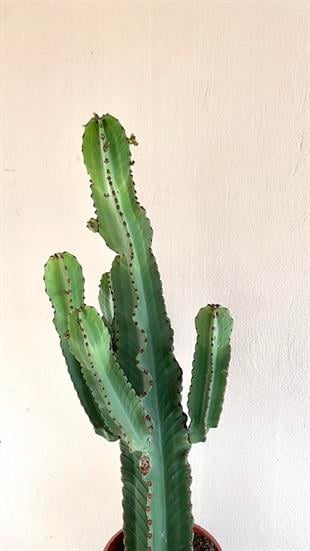 Euphorbia İngens Şamdan Ağacı Dev Kaktüs 