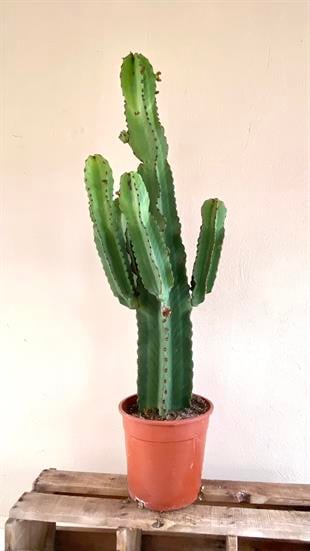 Euphorbia İngens Şamdan Ağacı Dev Kaktüs 