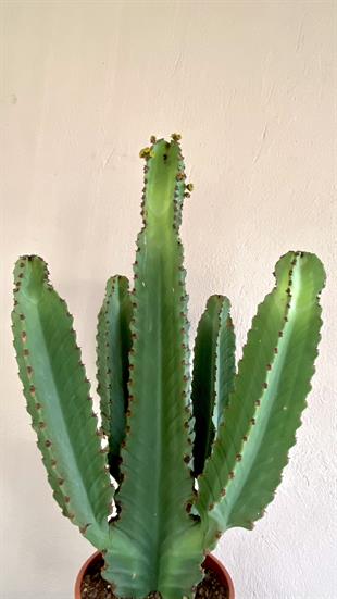 Euphorbia İngens Şamdan Ağacı Dev Kaktüs 