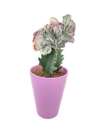 Euphorbia Lactea Cristata Aşılı Kaktüs