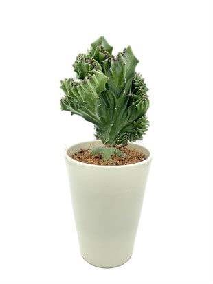 Euphorbia Lactea Cristata Aşılı Kaktüs