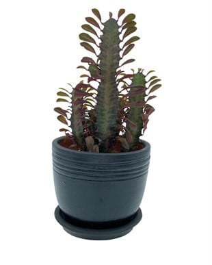 Euphorbia Trigona Rubra (Afrika Süt Ağacı) 12.5 Cm Saksıda