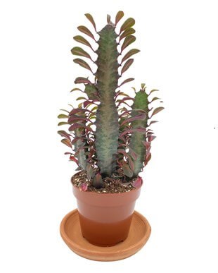 Euphorbia Trigona Rubra (Afrika Süt Ağacı) 12.5 Cm Saksıda