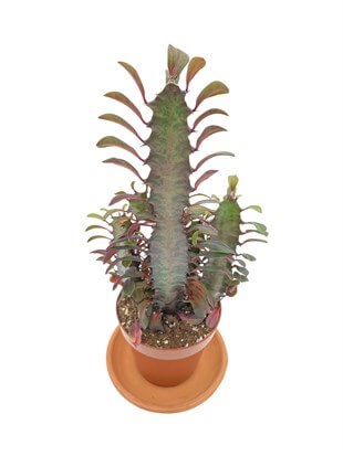 Euphorbia Trigona Rubra (Afrika Süt Ağacı) 12.5 Cm Saksıda