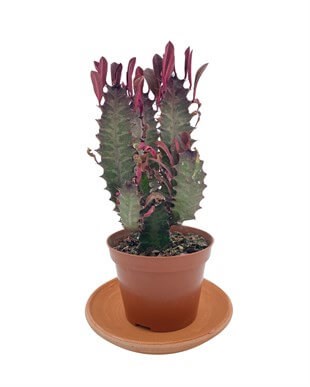 Euphorbia Trigona Rubra 8.5 Cm Saksıda