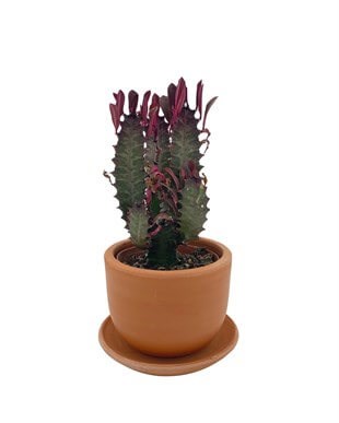 Euphorbia Trigona Rubra 8.5 Cm Saksıda