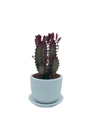 Euphorbia Trigona Rubra 8.5 Cm Saksıda