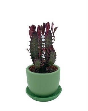 Euphorbia Trigona Rubra 8.5 Cm Saksıda