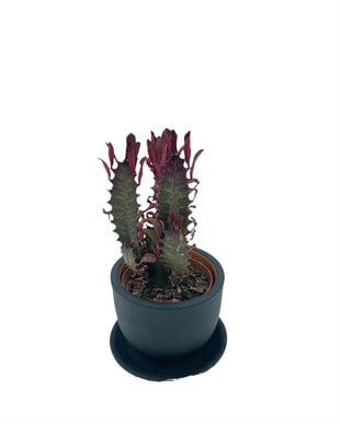 Euphorbia Trigona Rubra 8.5 Cm Saksıda