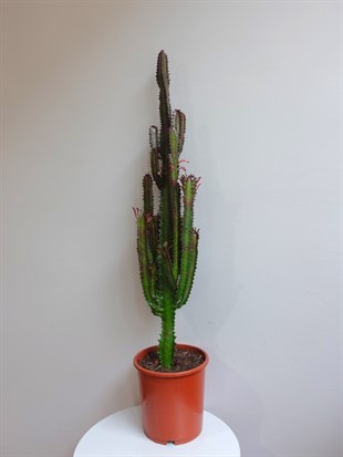 Euphorbia Trigona Rubra XL Süt Ağacı