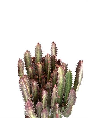 Euphorbia Trigona Rubra XL Süt Ağacı