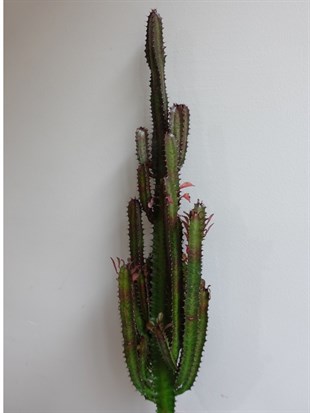 Euphorbia Trigona Rubra XL Süt Ağacı