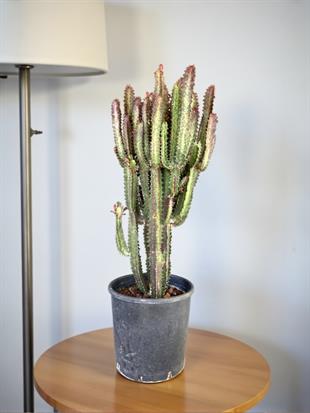 Euphorbia Trigona Rubra XL Süt Ağacı