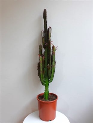 Euphorbia Trigona Rubra XL Süt Ağacı