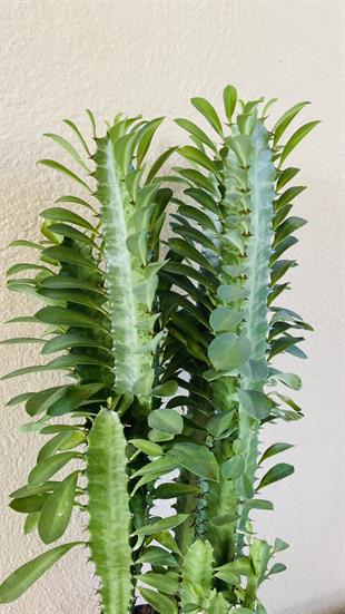Euphorbia Trigona Yeşil (Afrika Süt Ağacı) 12.5 Cm Saksıda
