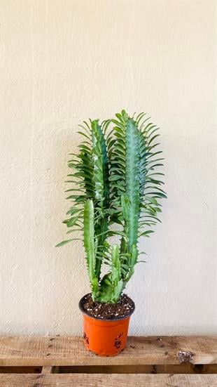 Euphorbia Trigona Yeşil (Afrika Süt Ağacı) 12.5 Cm Saksıda
