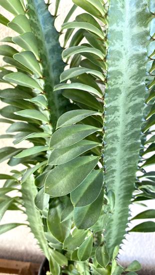 Euphorbia Trigona Yeşil (Afrika Süt Ağacı) 12.5 Cm Saksıda