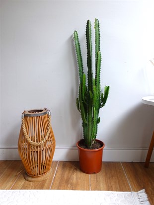 Euphorbia Trigona Yeşil XL Süt Ağacı