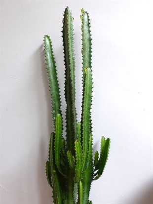 Euphorbia Trigona Yeşil XL Süt Ağacı