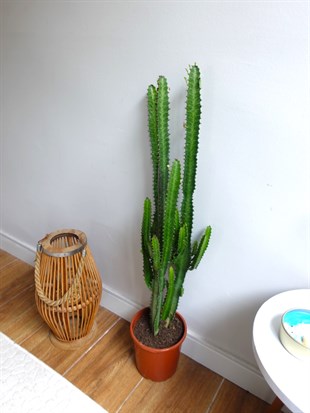 Euphorbia Trigona Yeşil XL Süt Ağacı