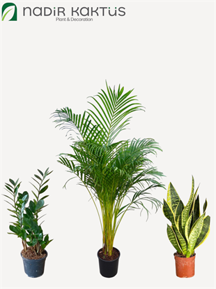 Evcil Dostlar için Zararsız Bitki Seti - Zamia - Areka Palmiyesi XXL 170 Cm - Paşa Kılıcı 