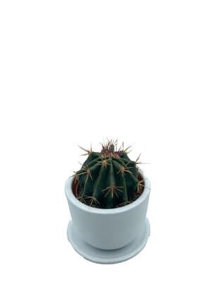 Ferocactus Latispinus Kaktüs Çap 8.5