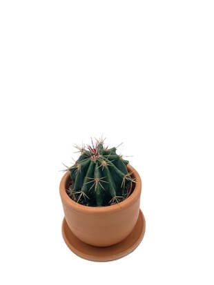 Ferocactus Latispinus Kaktüs Çap 8.5