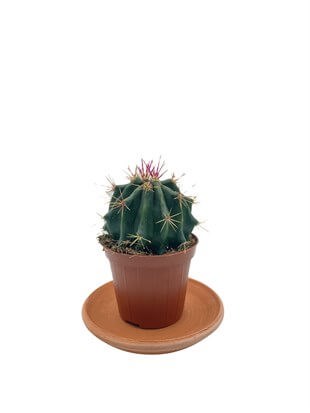 Ferocactus Latispinus Kaktüs Çap 8.5