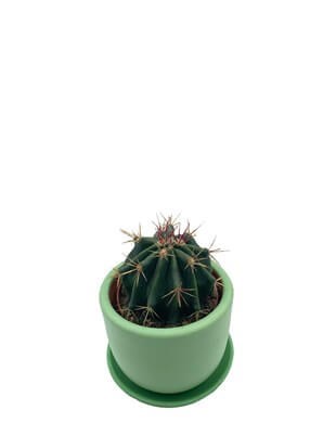 Ferocactus Latispinus Kaktüs Çap 8.5