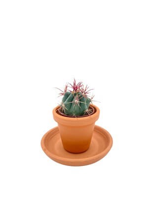 Ferocactus Latispinus Kaktüs