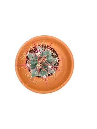 Ferocactus Latispinus Kaktüs