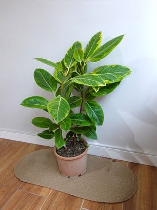 Ficus Altissima Yellow Gem Variegated 90 - 100 Cm Kauçuk Özel Tür
