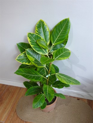 Ficus Altissima Yellow Gem Variegated 90 - 100 Cm Kauçuk Özel Tür