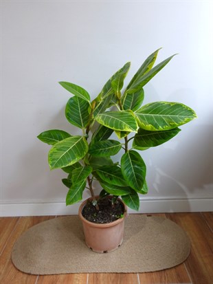 Ficus Altissima Yellow Gem Variegated 90 - 100 Cm Kauçuk Özel Tür