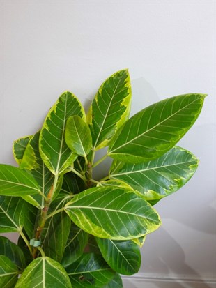 Ficus Altissima Yellow Gem Variegated 90 - 100 Cm Kauçuk Özel Tür