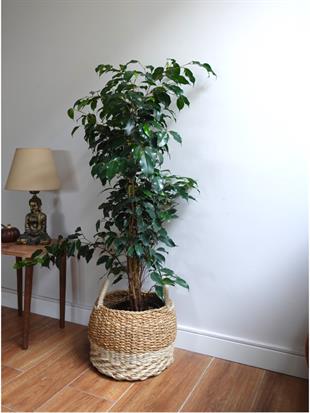 Ficus Benjamin Danielle 100 - 120 cm