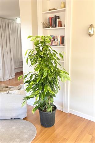 Ficus Benjamin Danielle Bitkisi ( 100 - 120 cm )